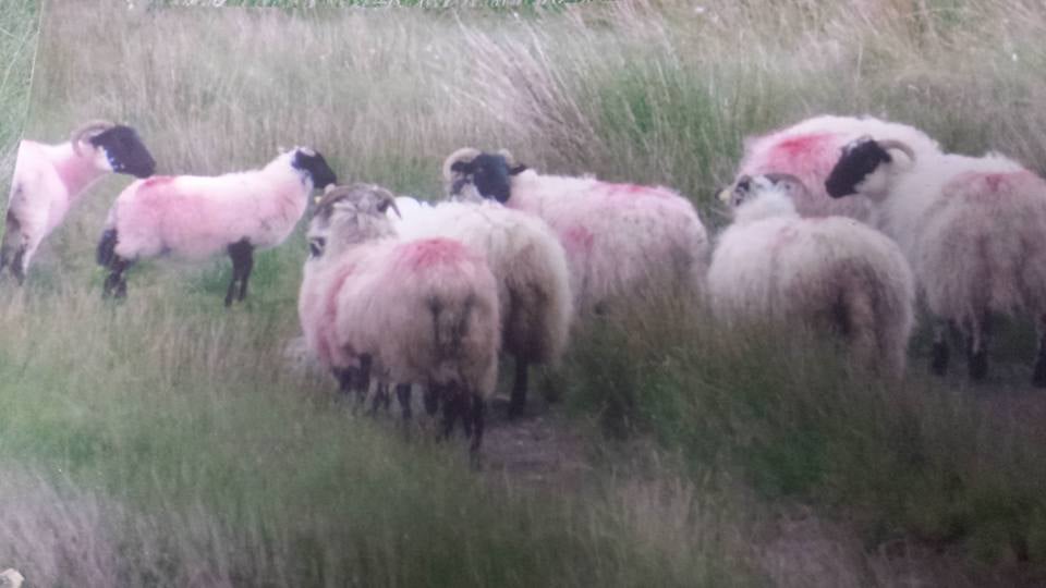 The sheep were last seen after Christmas. Image source: Facebook