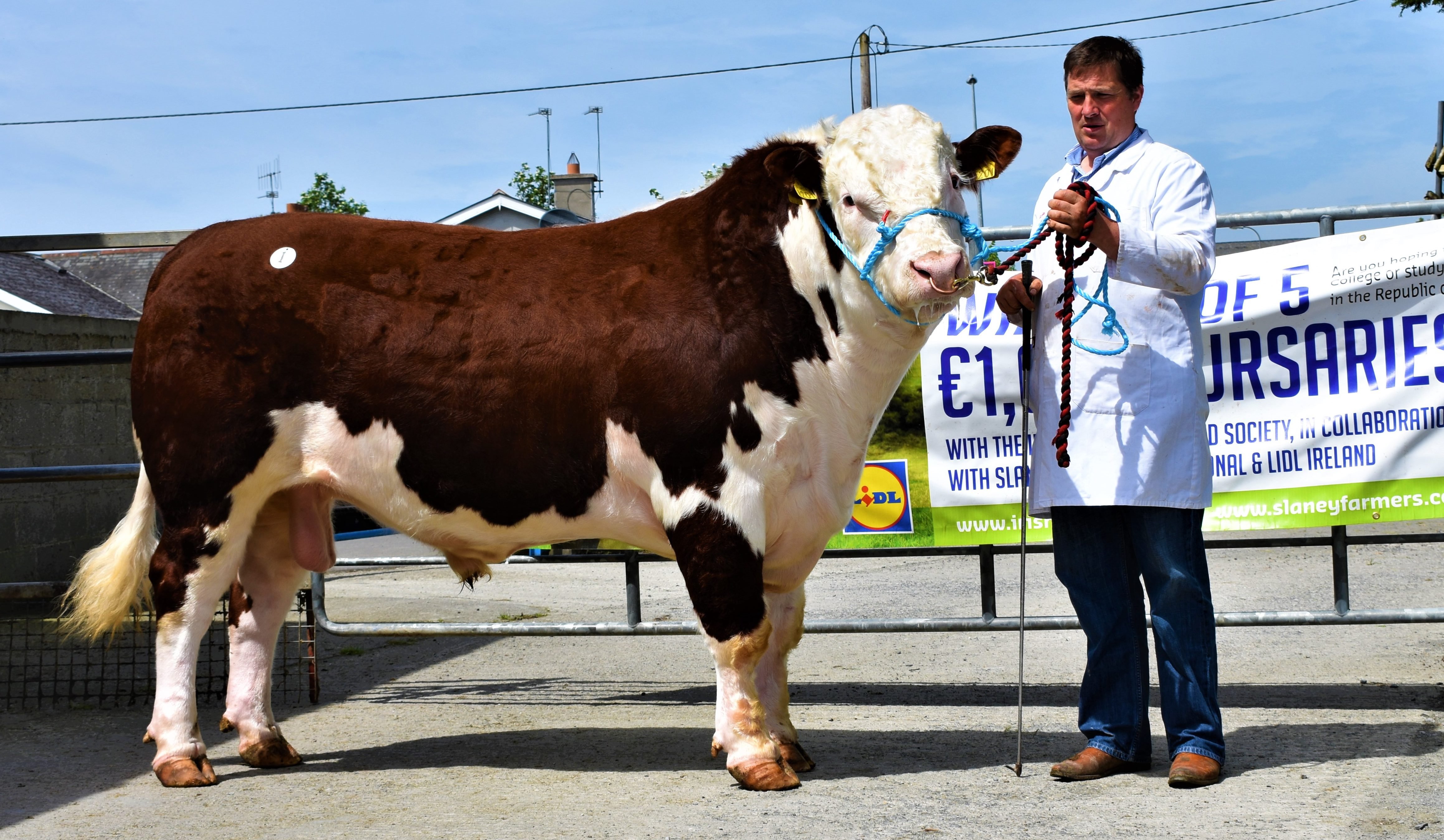 Glaslough Rascal owned by Sam and Nigel Heatrick