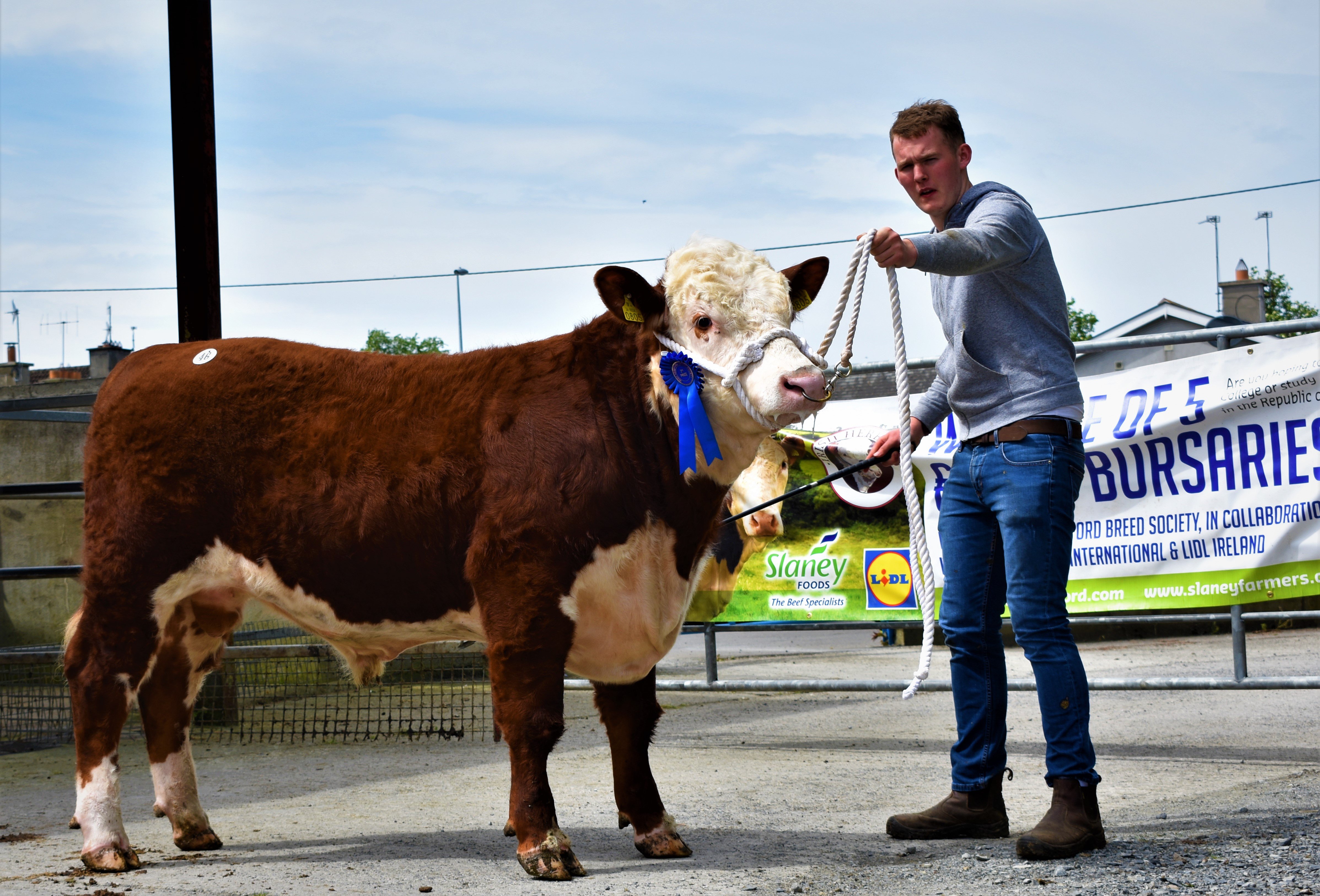 “Grianan Ricky 2” bred by Tom and Anselm Fitzgerald sold for €2,800 to Nicholas Cronin