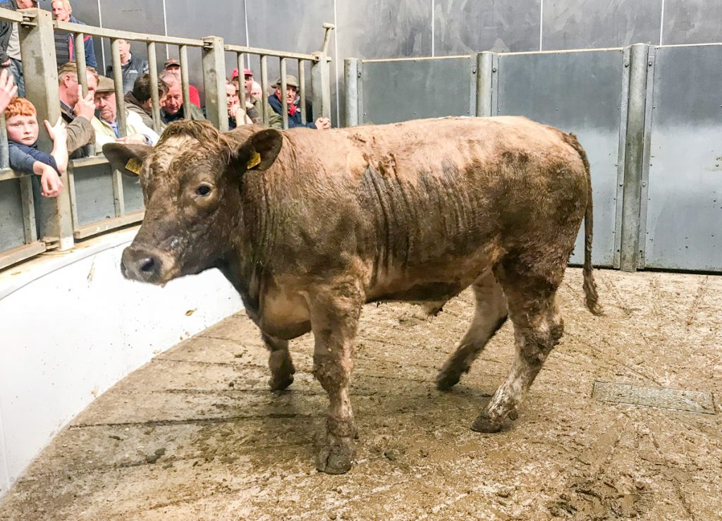 This 750kg, March-2016 born, Charolais steer sold for €2.40/kg