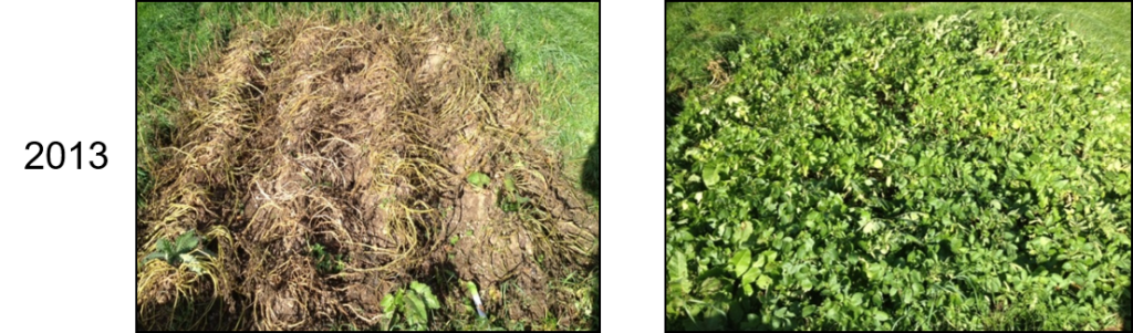 L-R: Désirée (conventional) and Désirée (engineered)