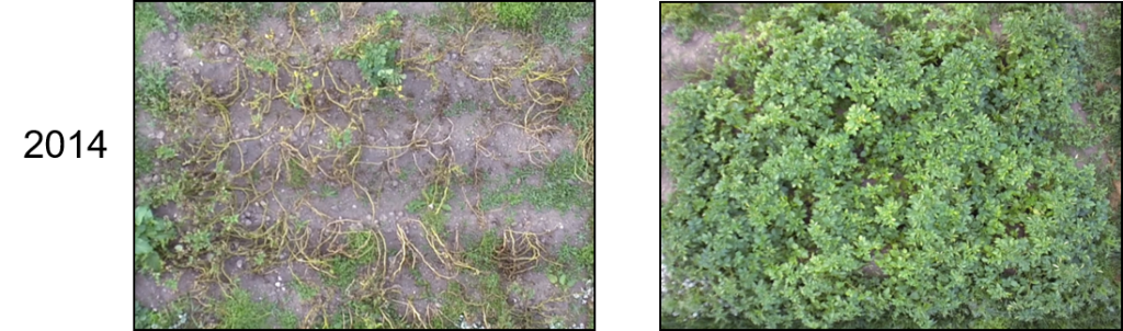 L-R: Désirée (conventional) and Désirée (engineered)