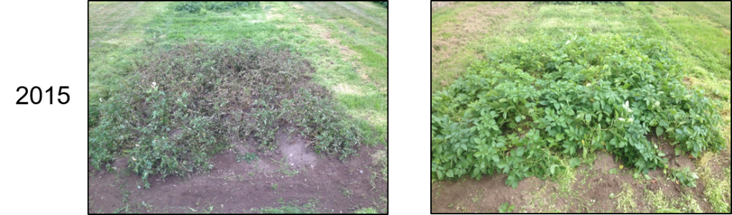 L-R: Désirée (conventional) and Désirée (engineered)