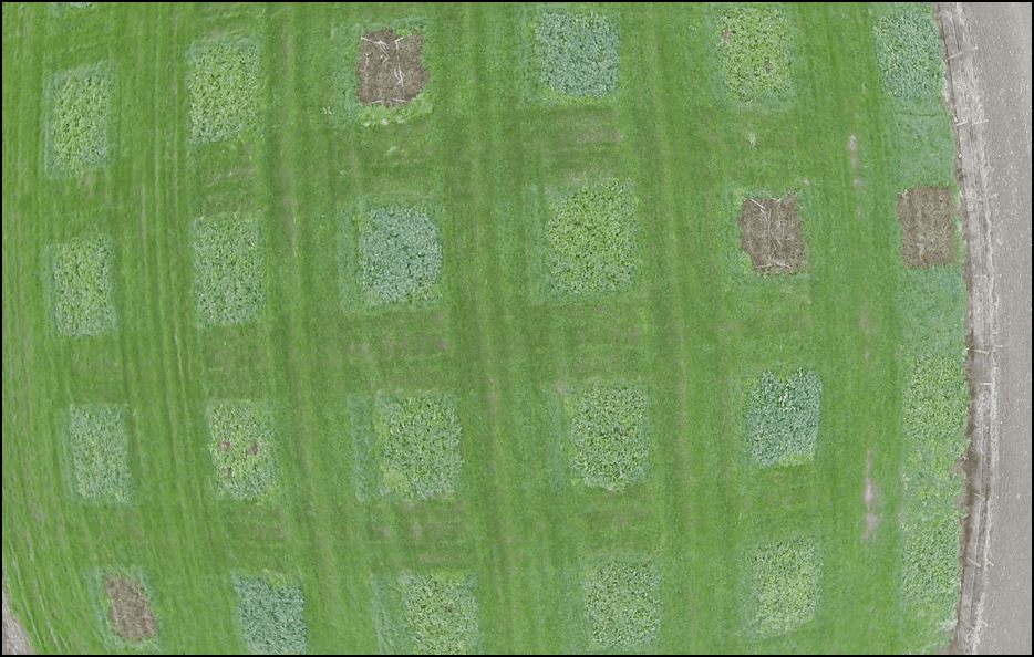 Drone footage of the GM potato trial at Teagasc Oak Park