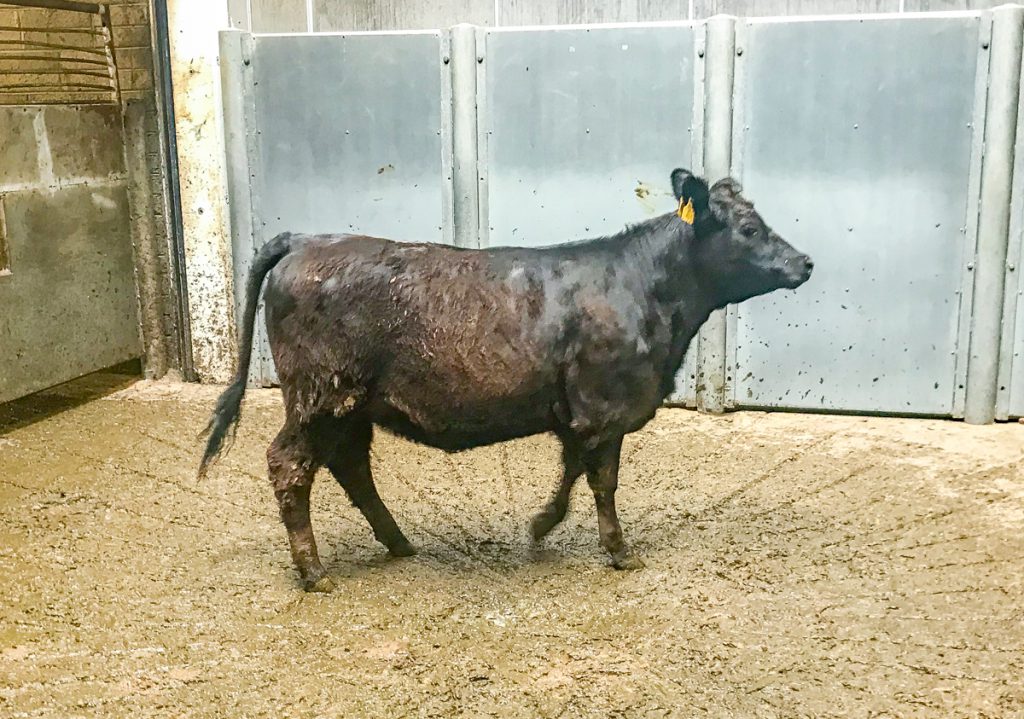 This 320kg, April-2017 born, Aberdeen Angus heifer made €560 or €1.75/kg
