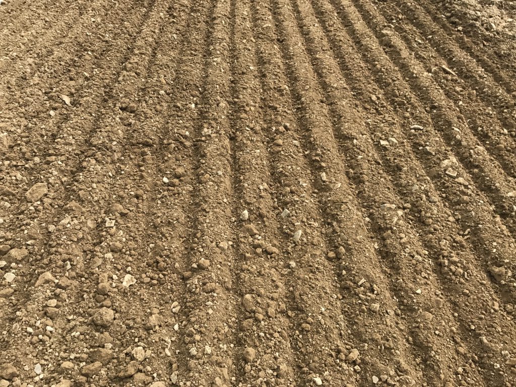 The seedbed prepared ahead of the maize sower