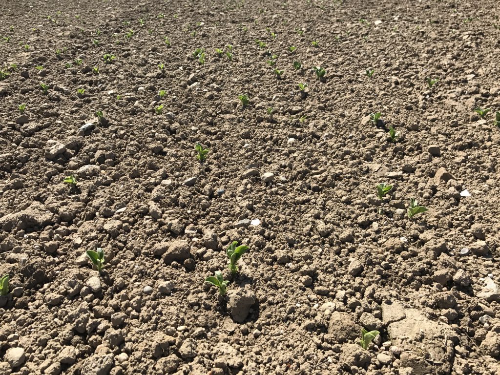 Spring beans peeping. They were sown on April 16