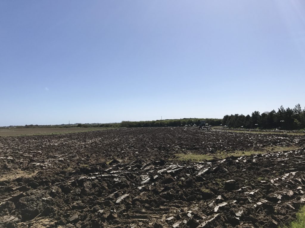 The sea gulls were following Nicky’s plough