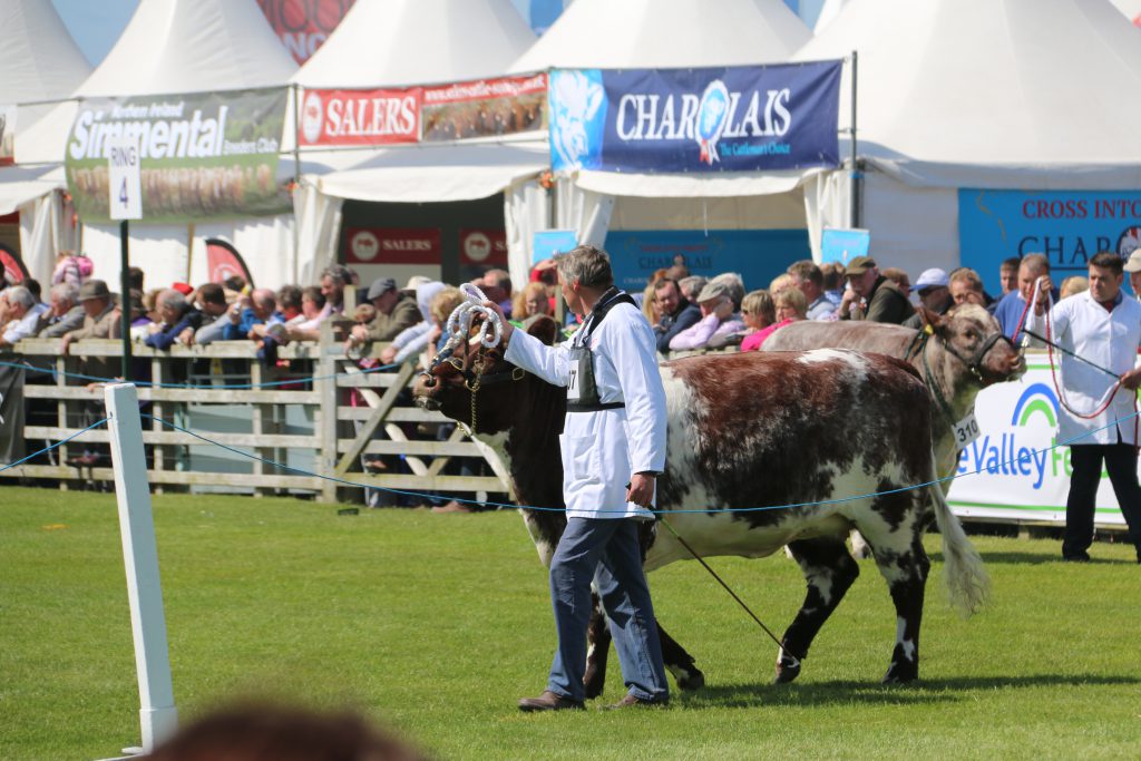Shorthorn judging gets underway on day one at this year’s Balmoral