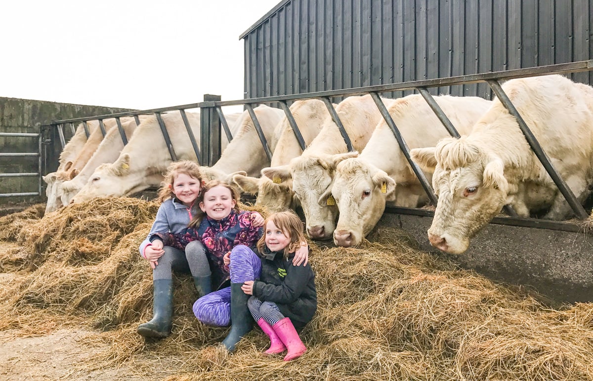 Christy’s daughters Cynthia, Colette and Christine pictured with some of the Charolais cattle