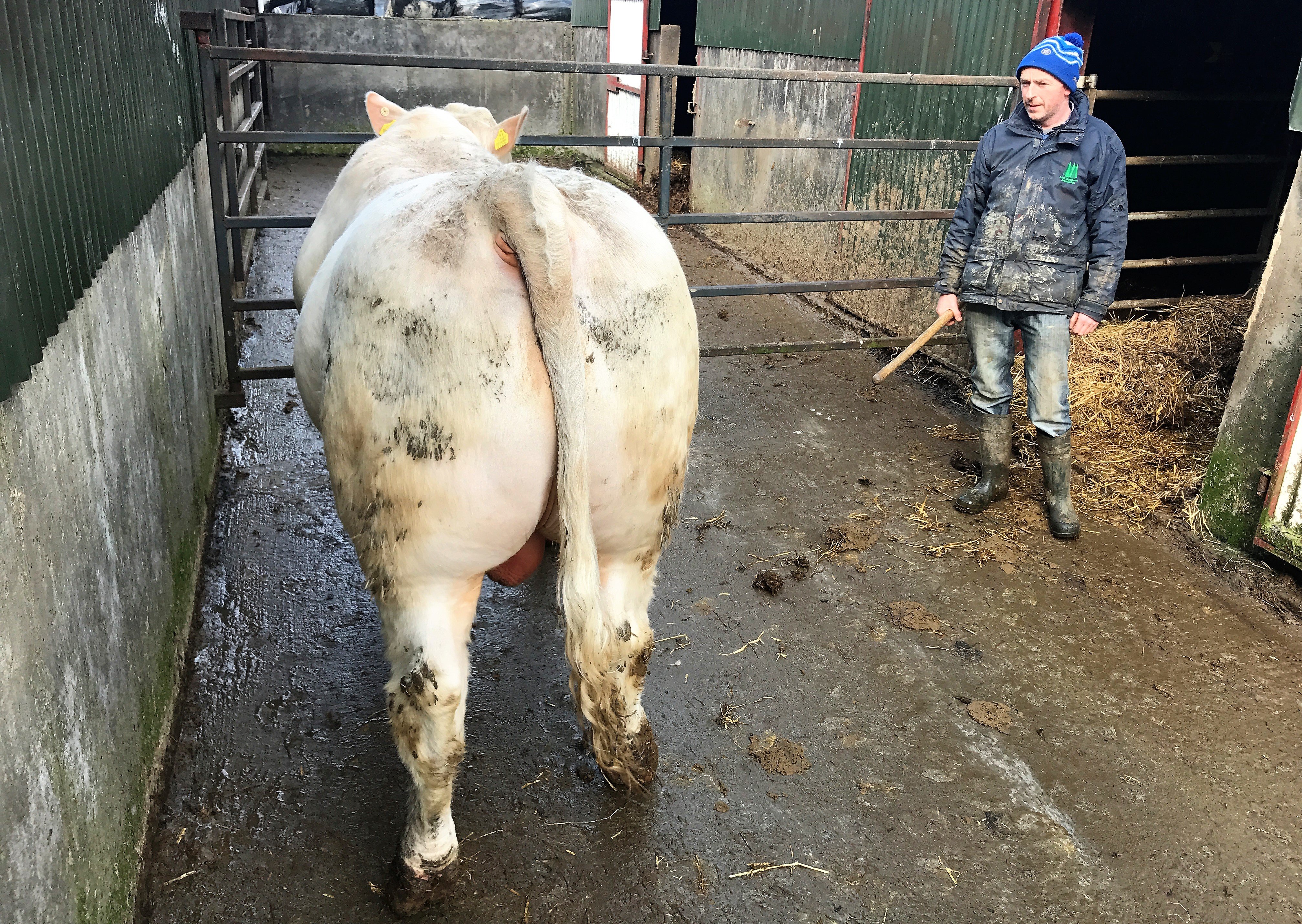 Christy with one of his purebred Charolais bulls