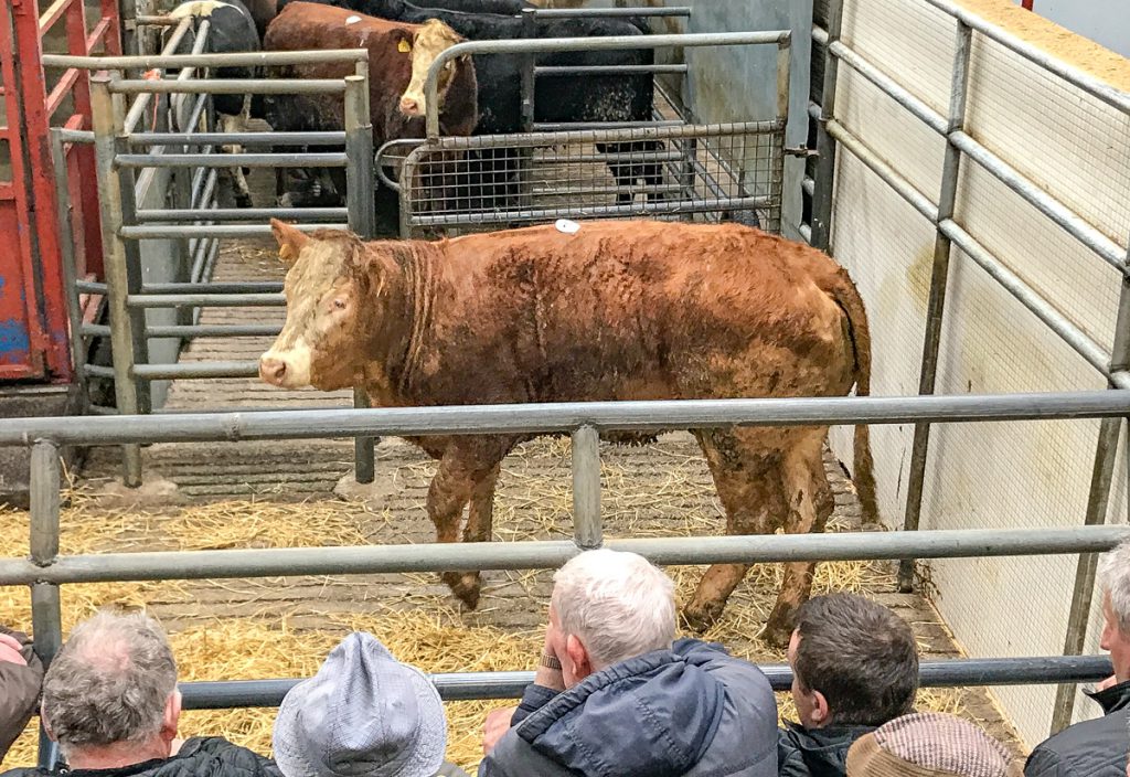 This 445kg, 4-star, May-2016 born, Limousin heifer sold for €1,165 or €2.61/kg