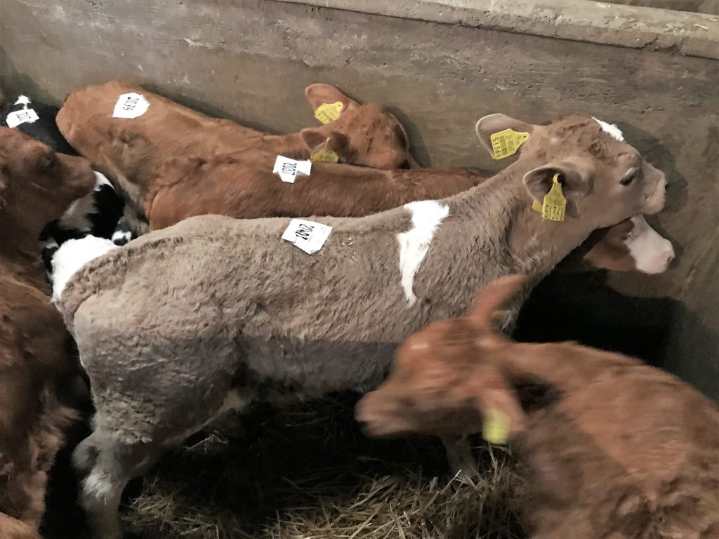 This Charolais bull calf made €275