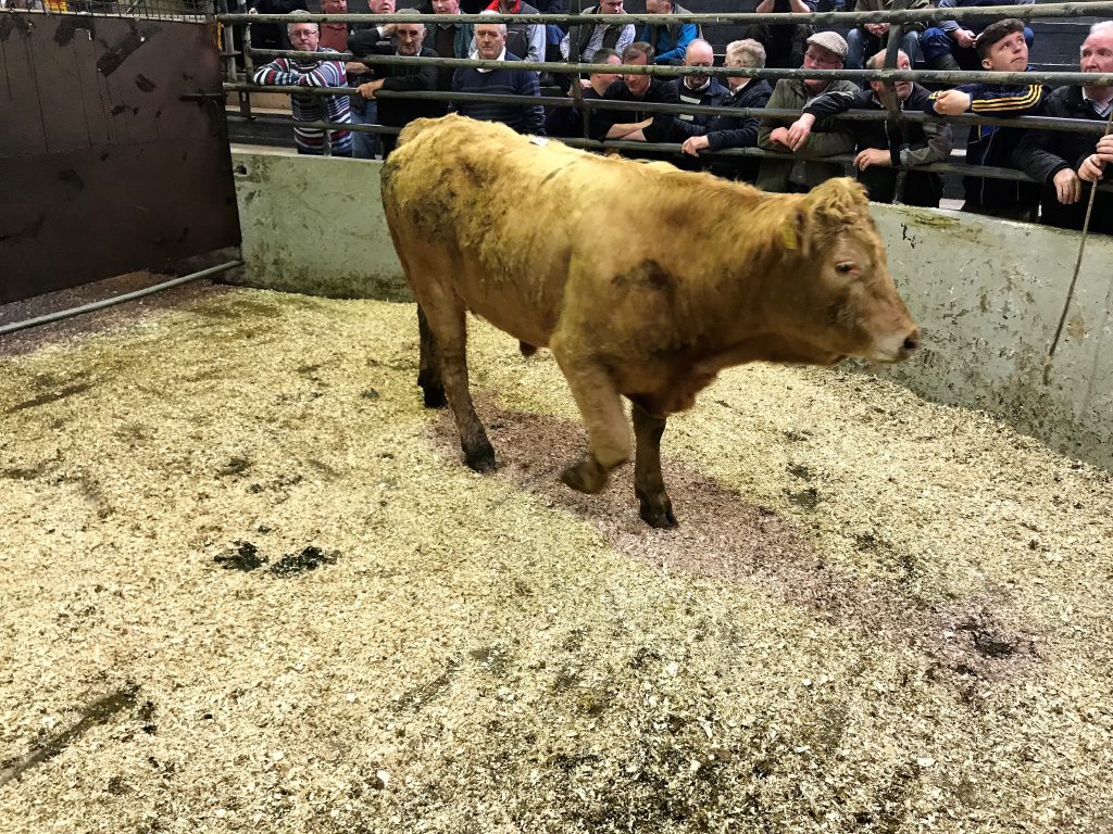 This 430kg, February-2017 born, Charolais bullock sold for €1,210 or €2.81/kg