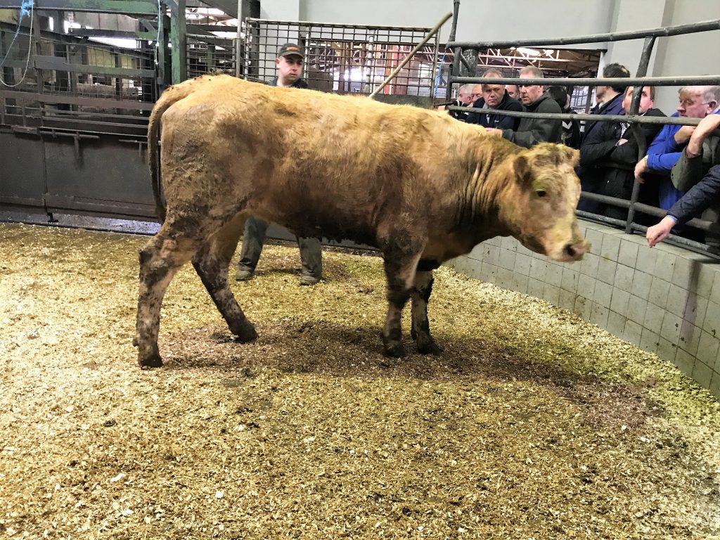 This 490kg, April-2017 born, Charolais heifer made €1,150 or €2.34/kg