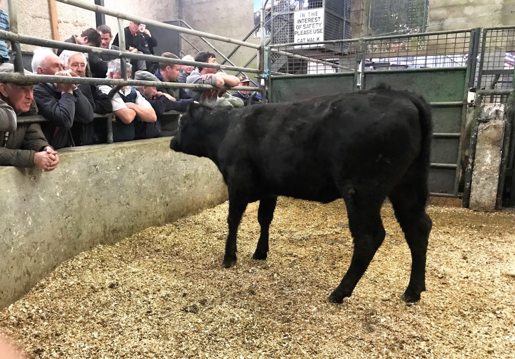 This 355kg, June-2017 born, Aberdeen Angus heifer sold for €705 or €1.98/kg
