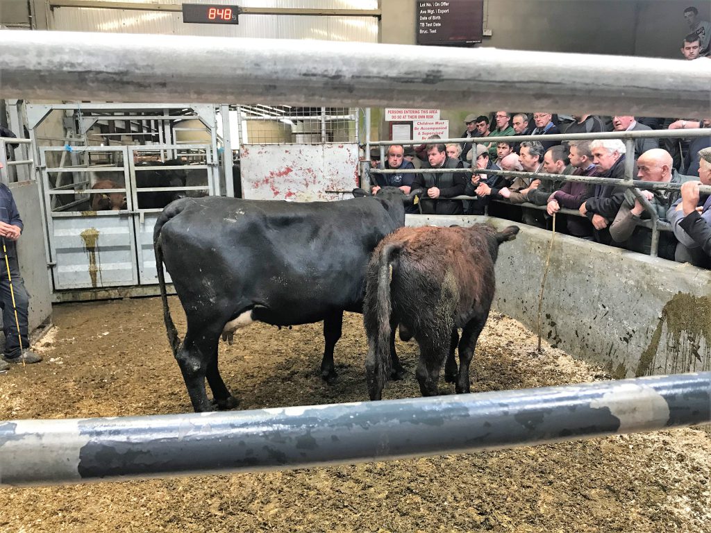 This 5-star Saler cow and her Aubrac bull calf sold for €1,680. She was in-calf to an Aubrac bull