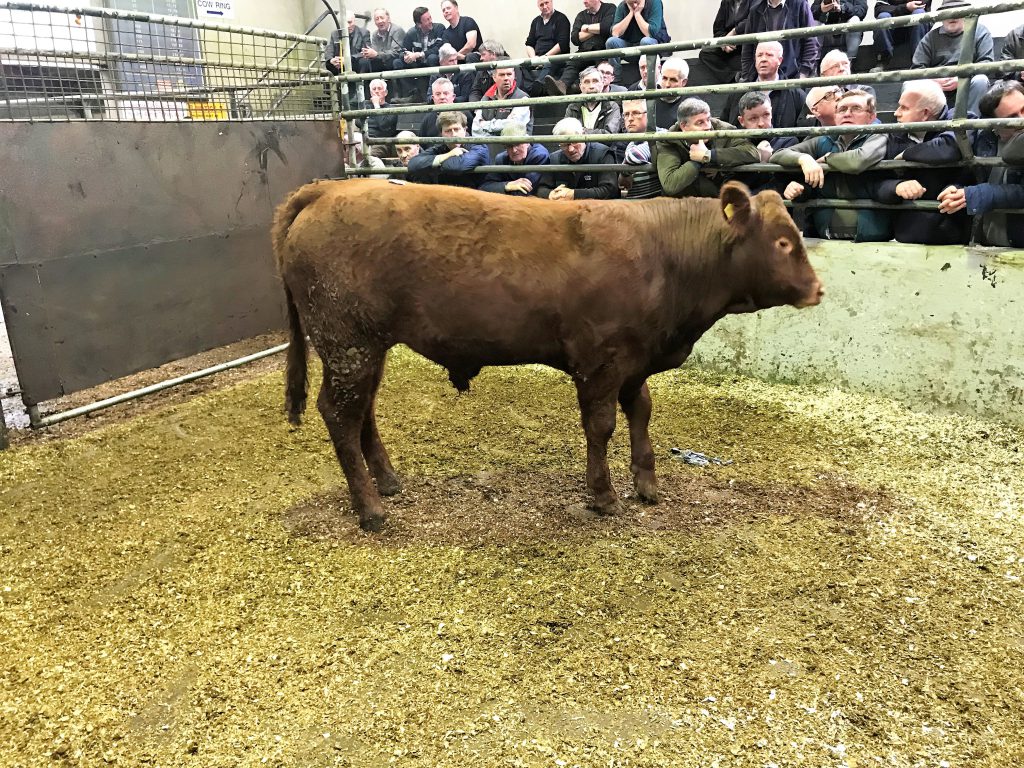 This 460kg, May-2017 born, Limousin bull sold for €1,120 or €2.43/kg