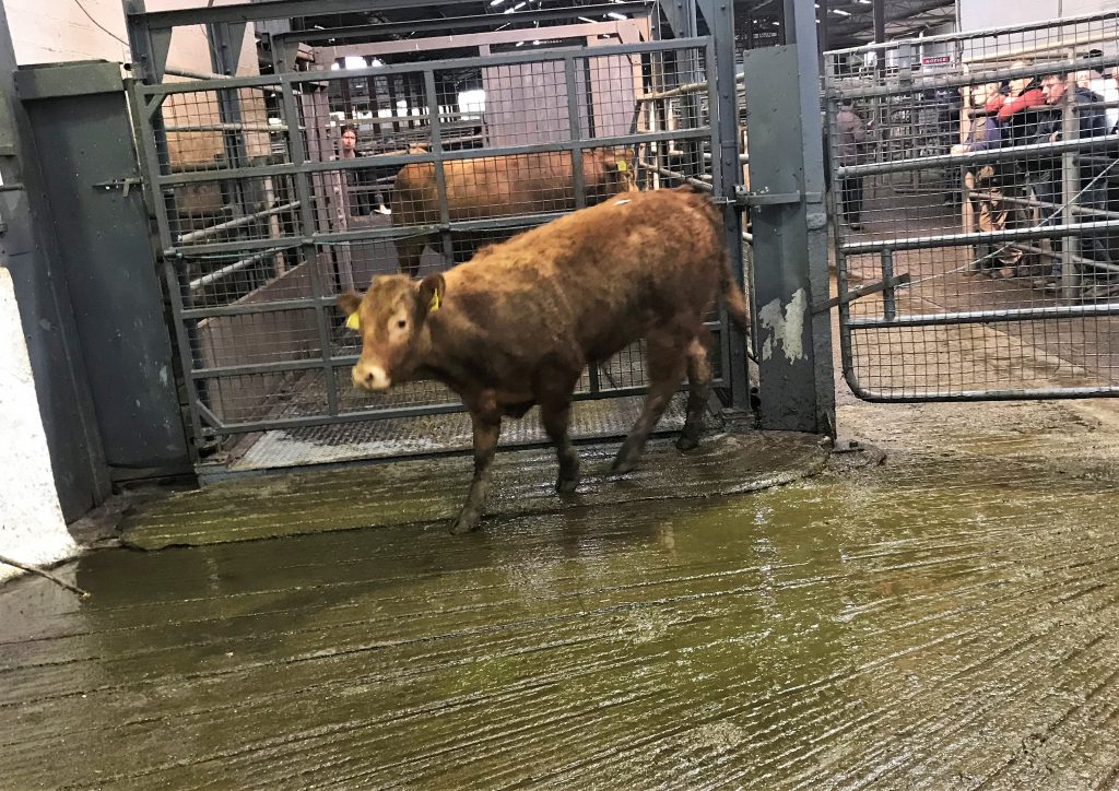 This 290kg, May-2017 born, Limousin bull sold for €910 or €3.13/kg