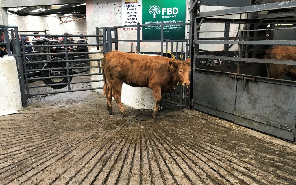 This 395kg, 4-star, February-2017 born, Limousin heifer made €1,010 or €2.55/kg