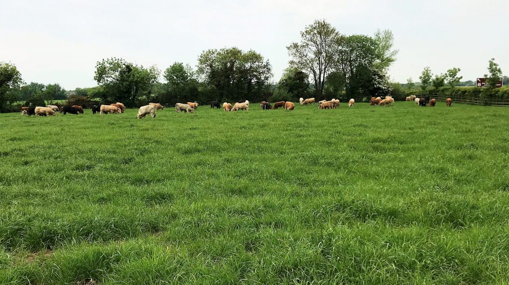 Bulls grazing on Thomas O’Connor’s farm