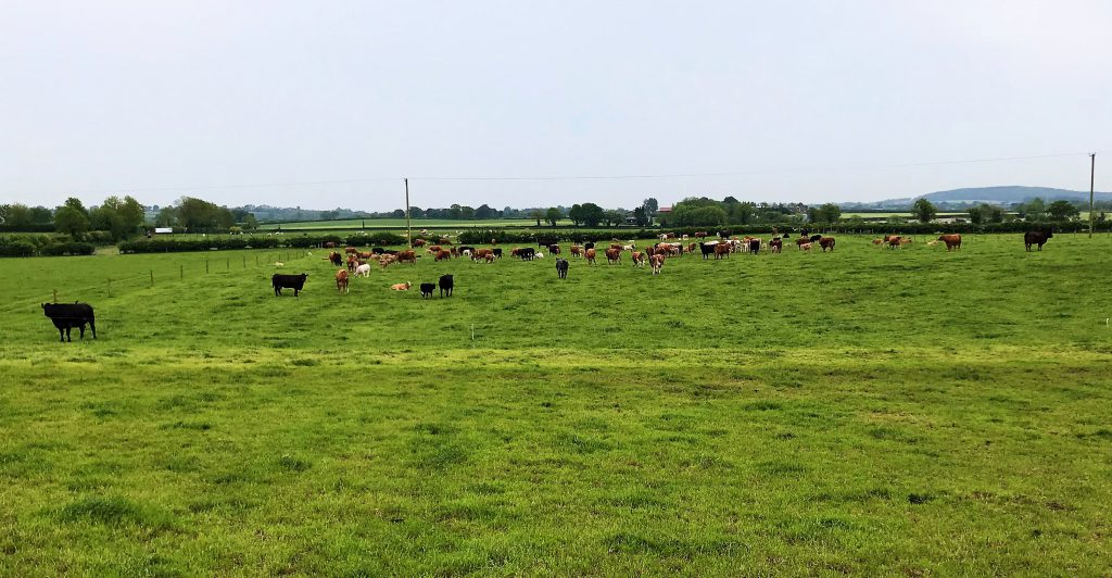 Cows and calves grazing