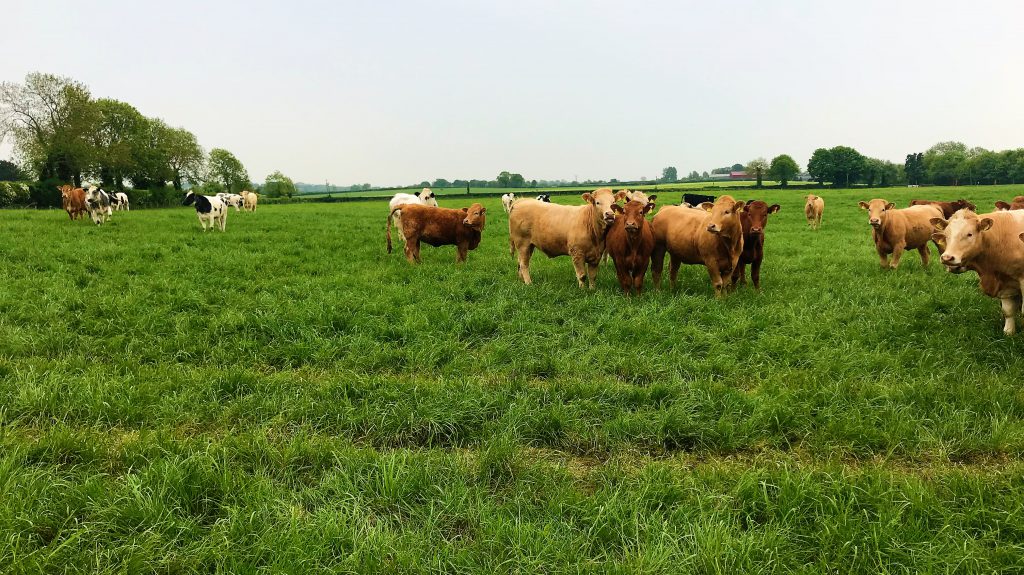 Finishing heifers aged 13.7 months weighing 353kg on average