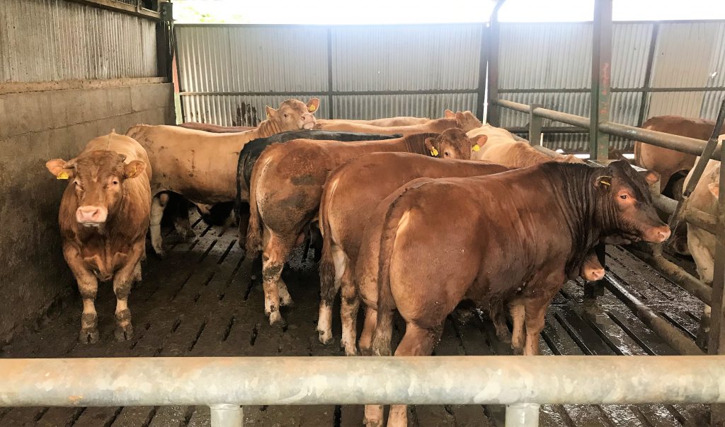 Finishing bulls aged 14.4 months weighing 578kg on average