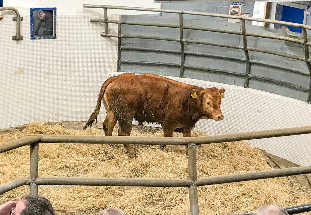 This 295kg, June-2017 born, Limousin bull sold for €750 or €2.54/kg
