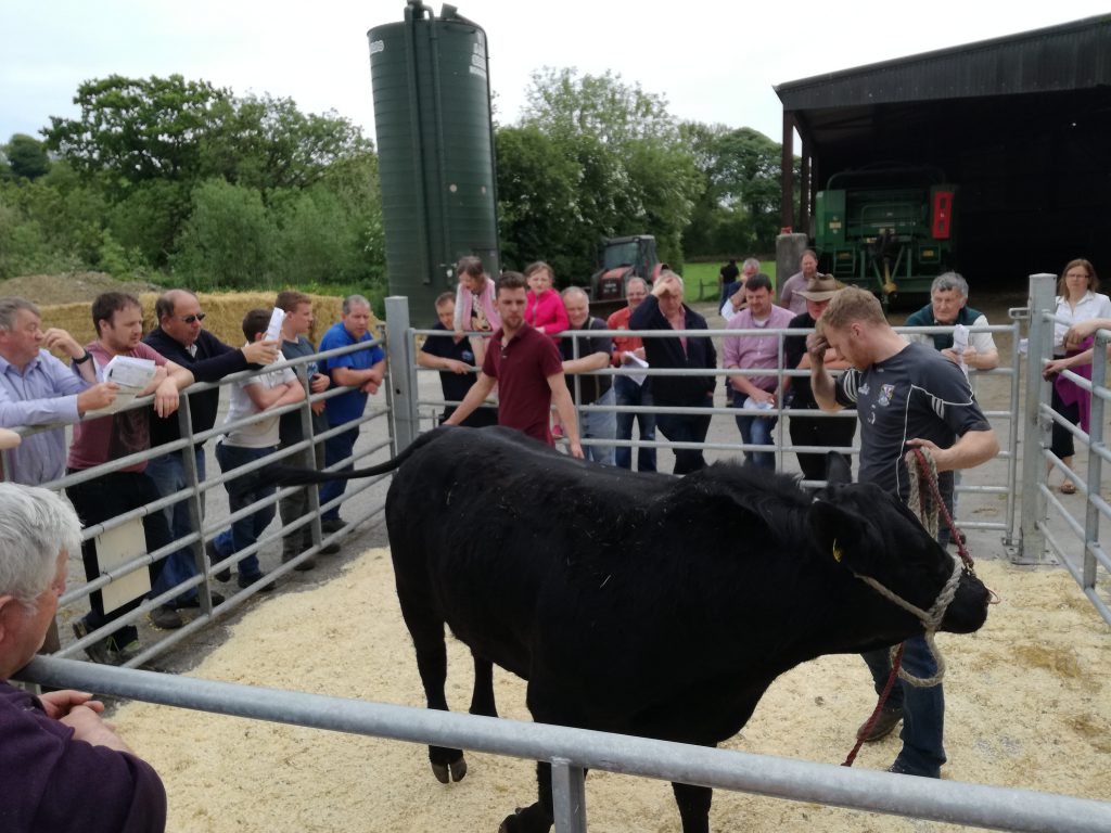 An on-farm sale of pedigree Aberdeen Angus bulls recently took place