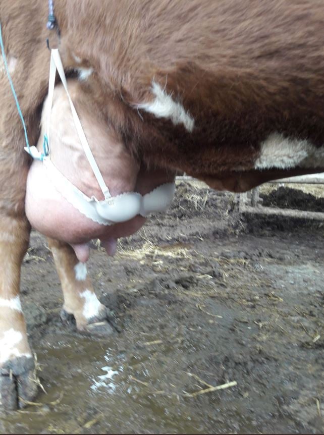 The calf was refusing to suckle on the cow’s back teats. Image source: Donald Ross