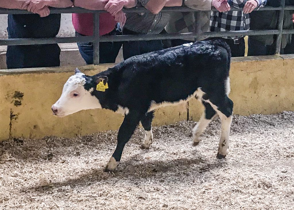 This Hereford bull sold for €245