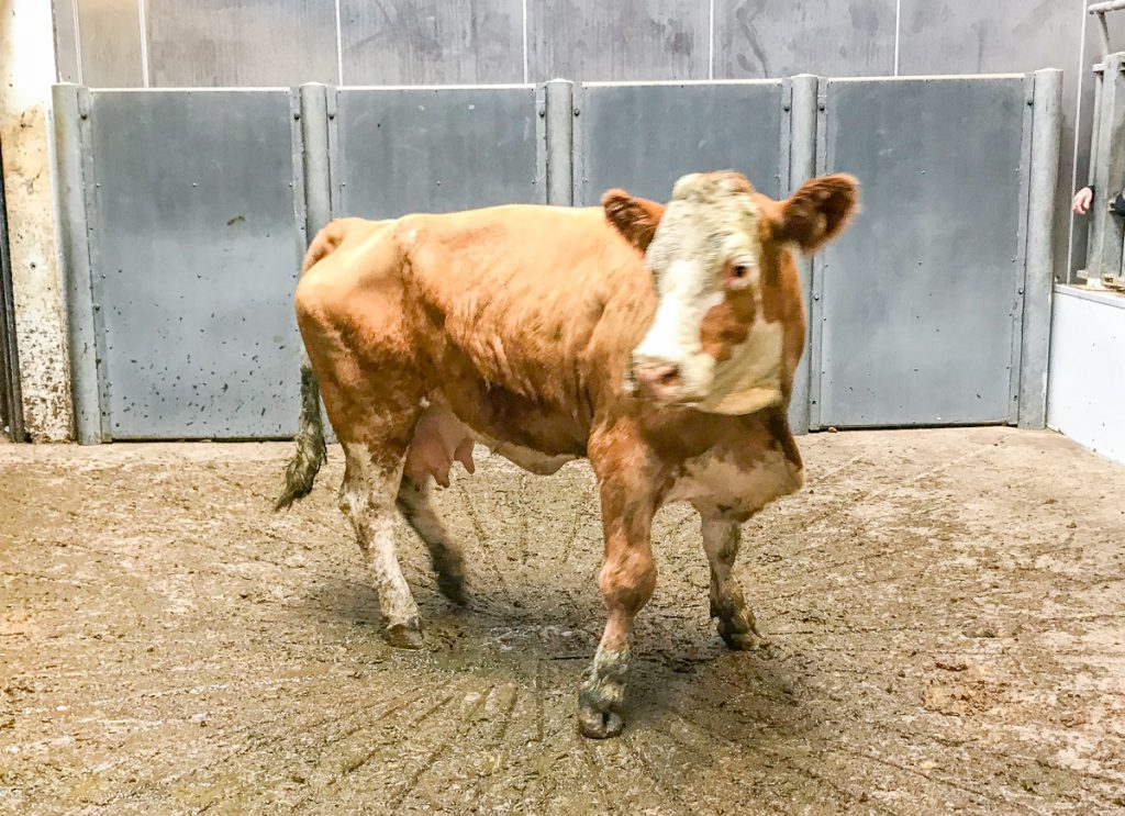 This 660kg, 5-star, December-2010 born, Simmental cow made €1,220 or €1.84/kg