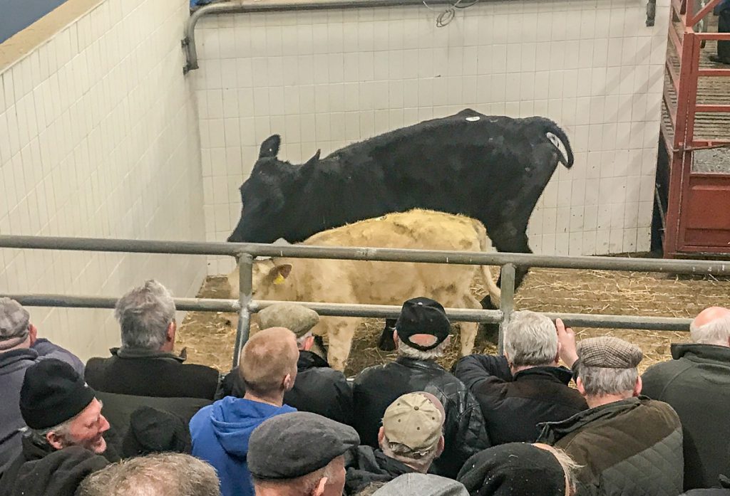This Aberdeen Angus cow and her December-2017 born Charolais heifer calf made €1,350