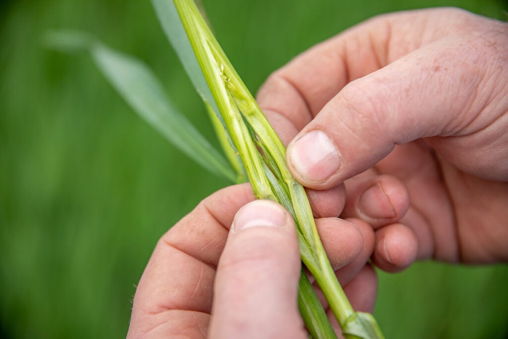 Kevin’s oats crop was at GS32 when John dissected the plant