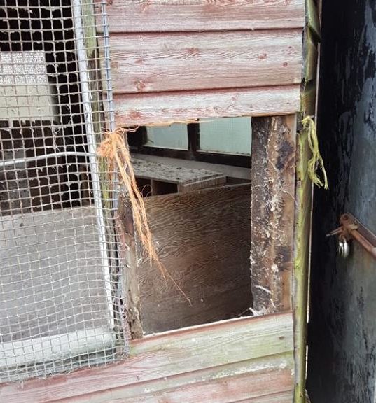 Image source: East Hull Community Farm Facebook page