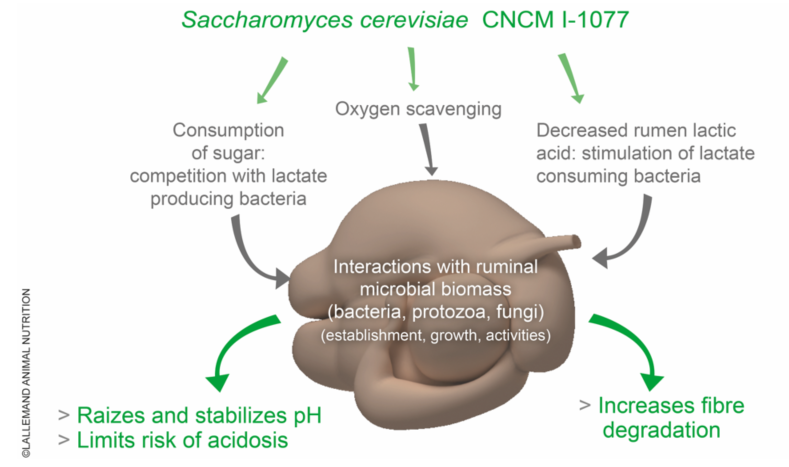 Figure 3: Overview of LEVUCELL SC documented effects in the rumen (over 100 scientific communications on this yeast strain)