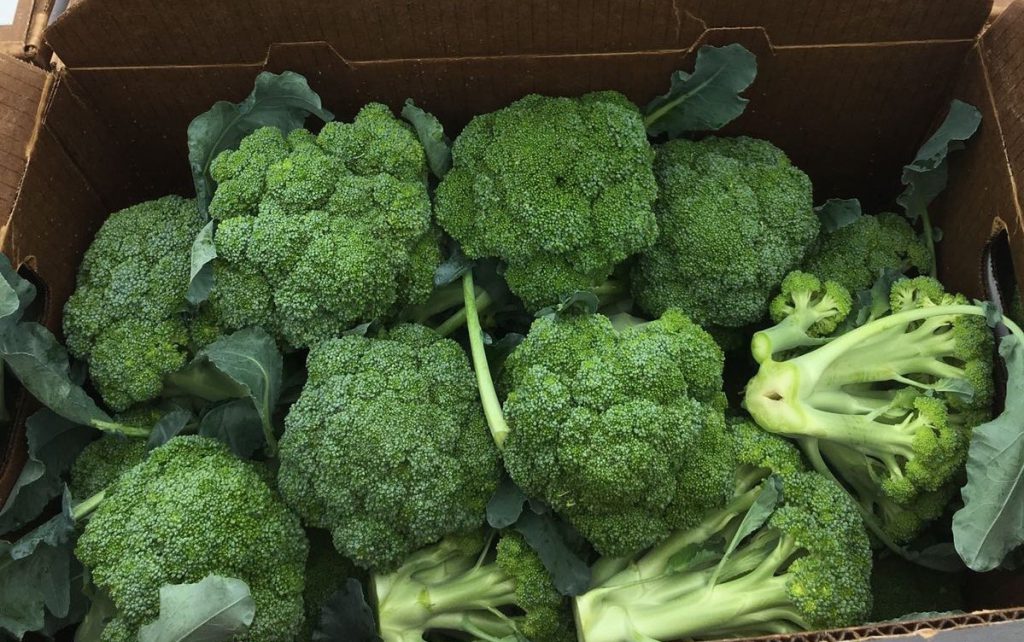 Broccoli is packed in the field