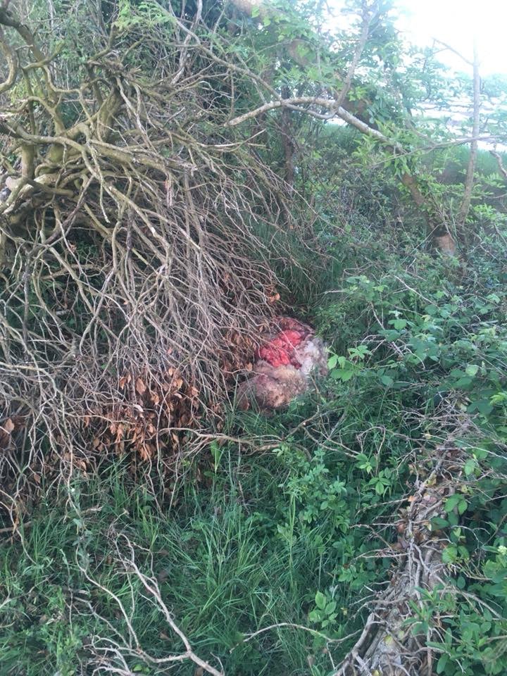 Image source: Evan Kelly Facebook