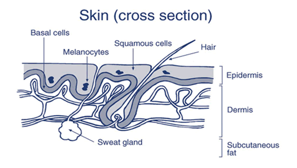 Source: HSA
