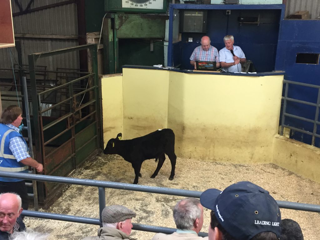 This Aberdeen Angus bull calf sold for €230