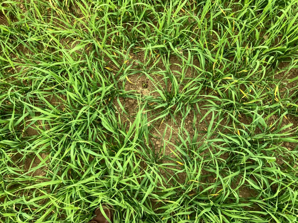 A crop of Olympus spring barley on Frank’s farm