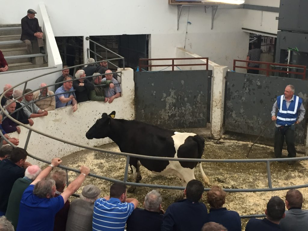 This 555kg, February-2016 born, Friesian cow fetched €840