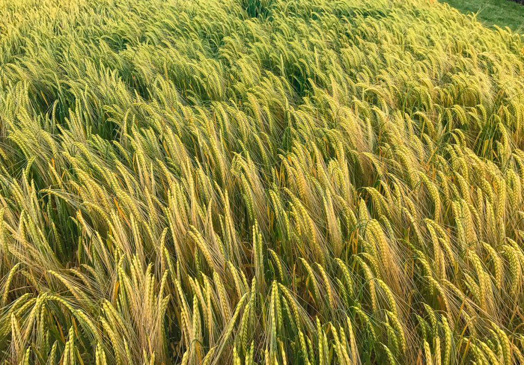 KWS Gimlet winter barley on display at Cereals 2018