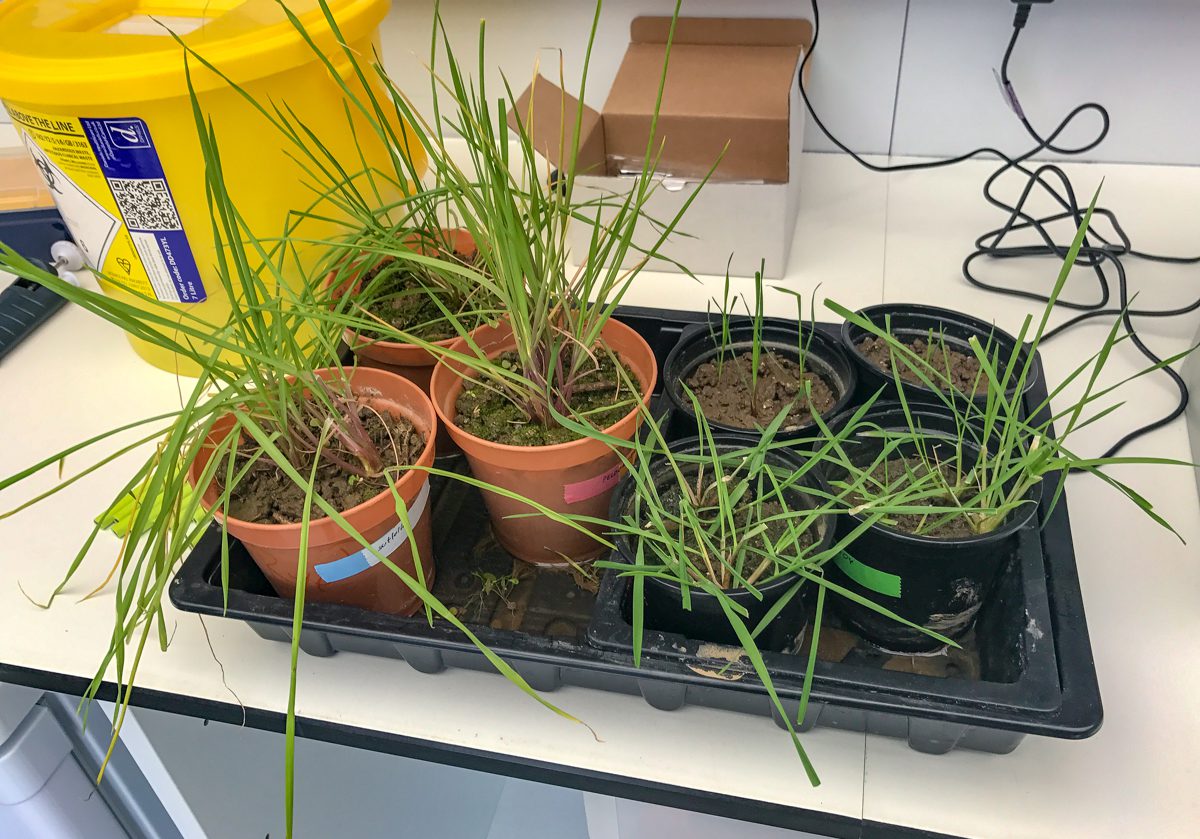 Blackgrass