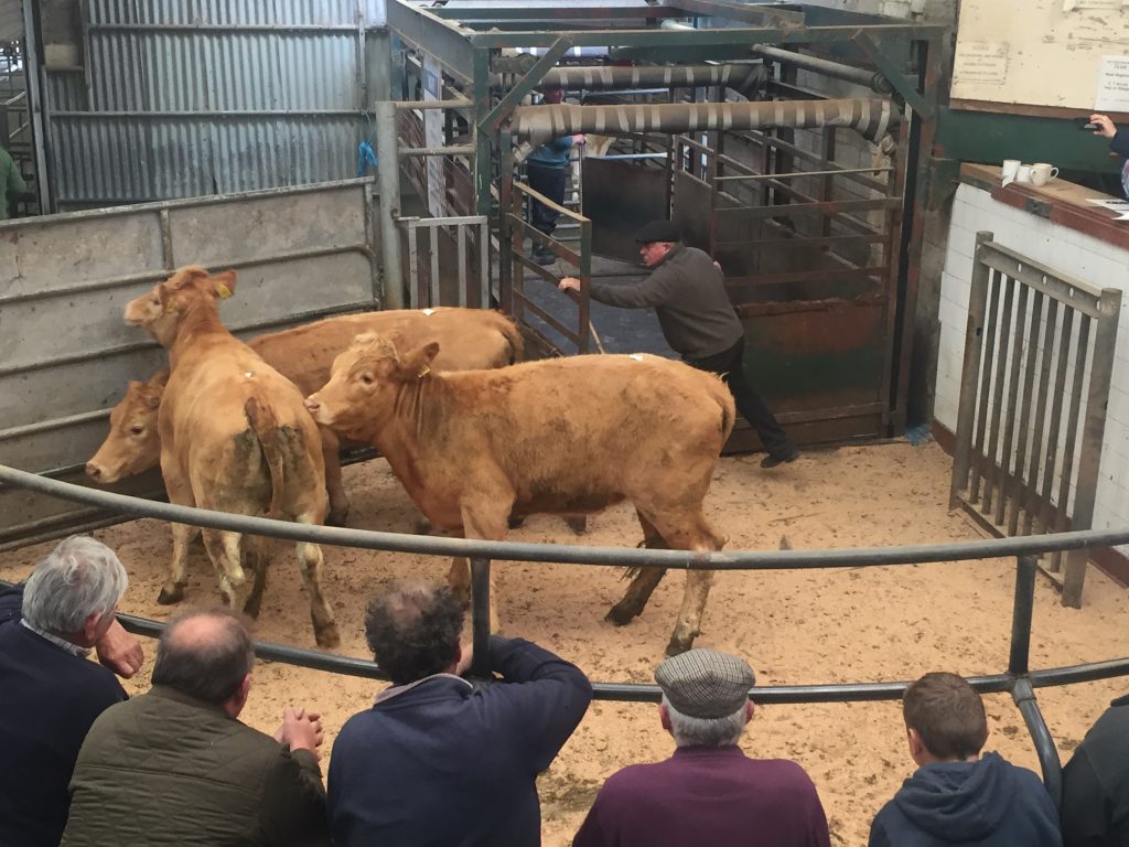 This trio of 393kg, December-2016 and January-2017 born, Charolais heifers sold for €900 or €2.29/kg