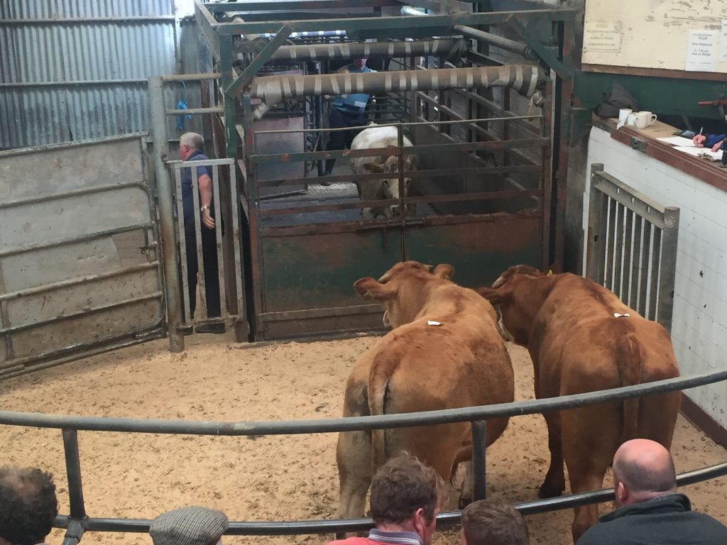 This pair of 525kg, February-2017 born, Limousin steers sold for €1,190 or €2.27/kg