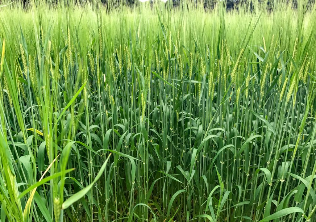 The Planet spring barley received one fungicide application of Siltra and Bravo