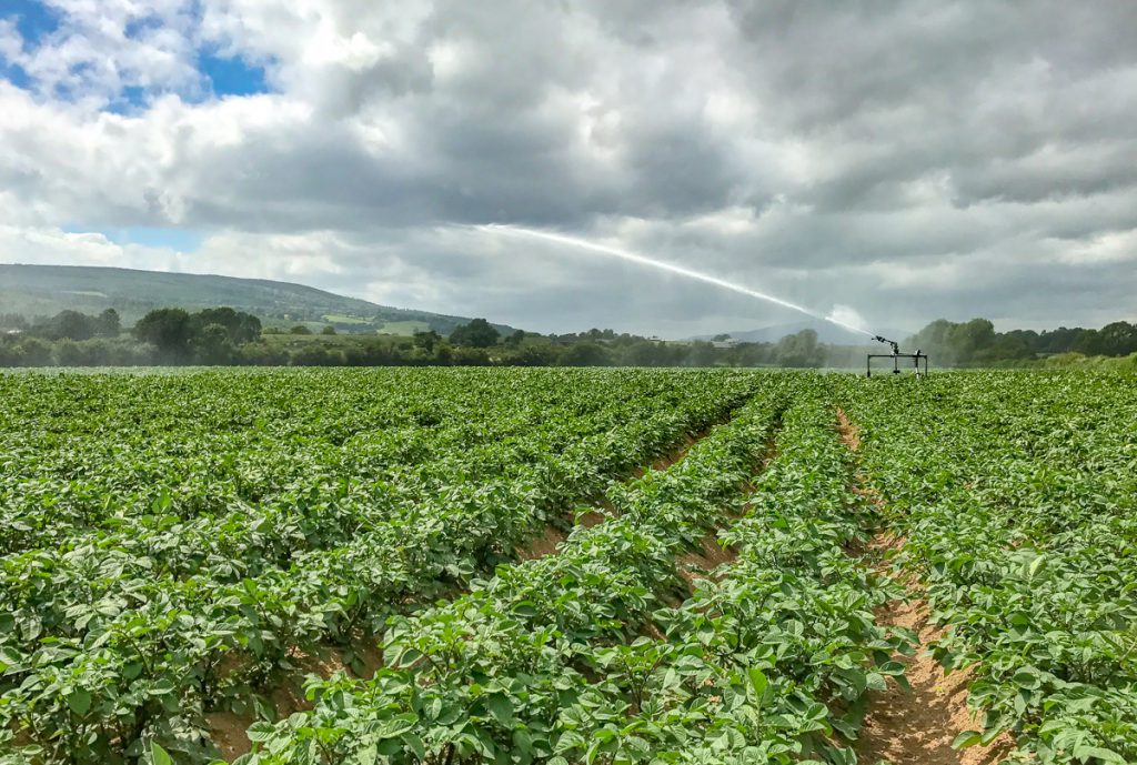 Two irrigators were working in this field of potatoes on O’Shea Farms