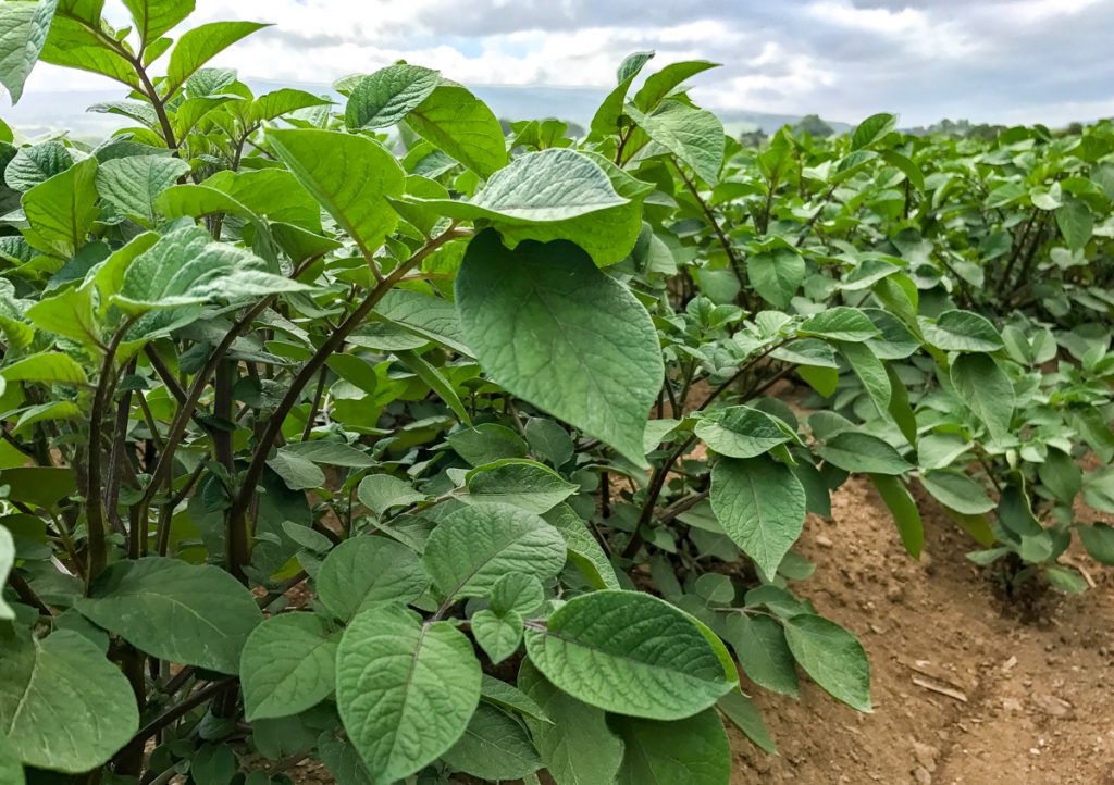 A crop of Rooster potatoes on O’Shea Farms